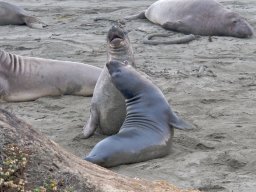 2008Elephant-Seals-16